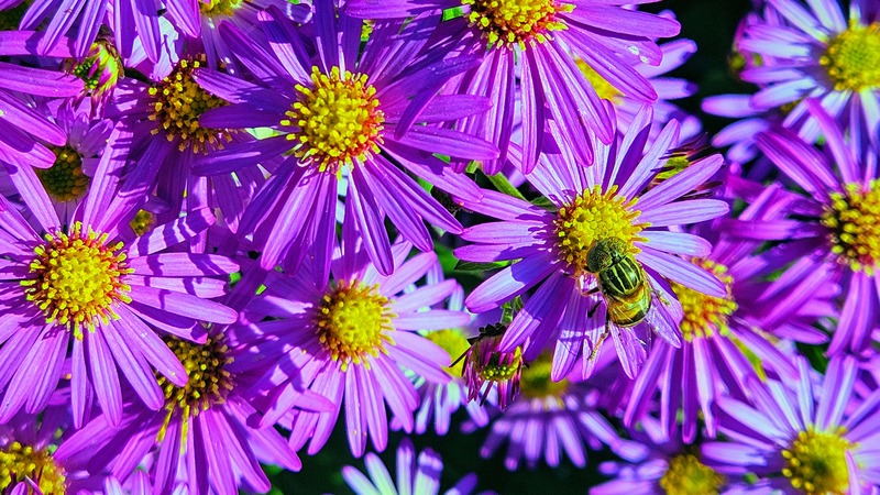 20251027 151829-EFFECTS 오줄루리꽃등에 (Eristalinus quinquestriatus).jpg