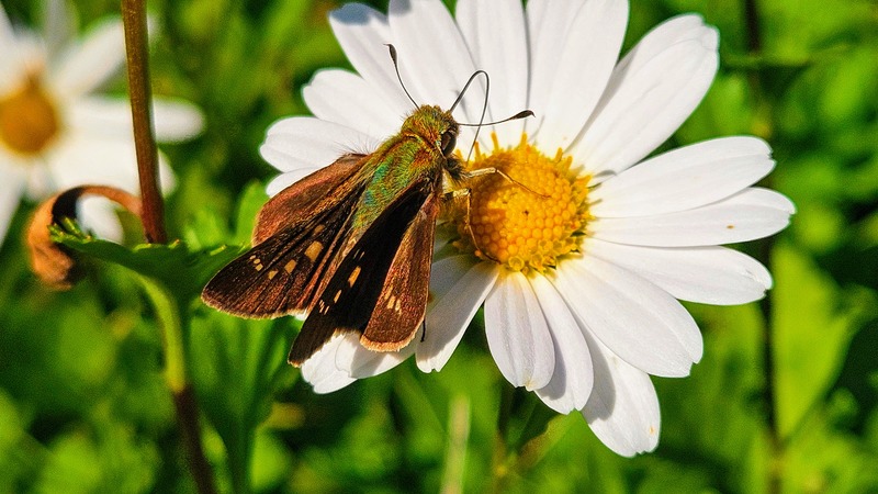 20251027 152732 줄점팔랑나비 (Parnara guttata).jpg