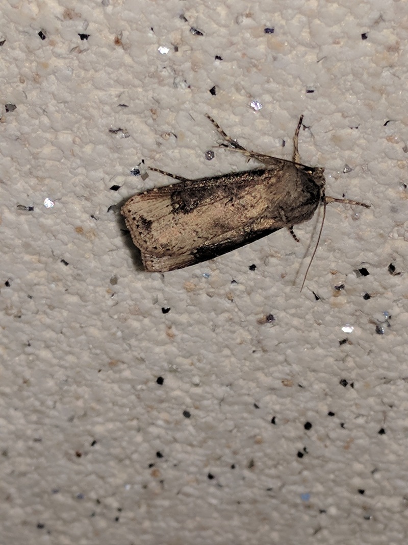 20171004 195432 검거세미밤나방 (Agrotis ipsilon).jpg