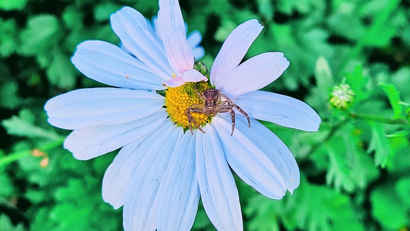 20251028 102651 대륙게거미 (Xysticus ephippiatus).jpg