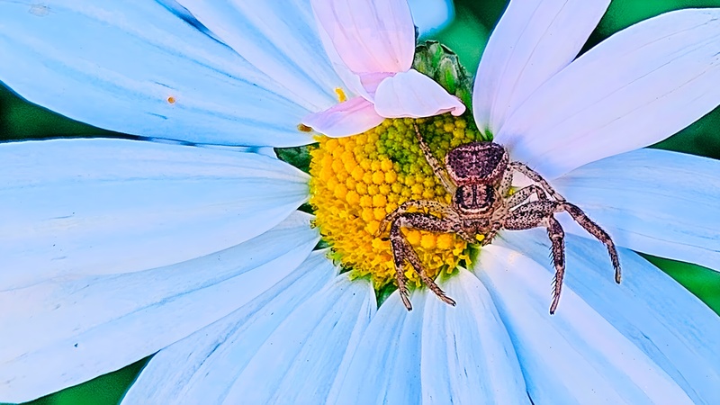 20251028 102651 cropped 대륙게거미 (Xysticus ephippiatus).jpg