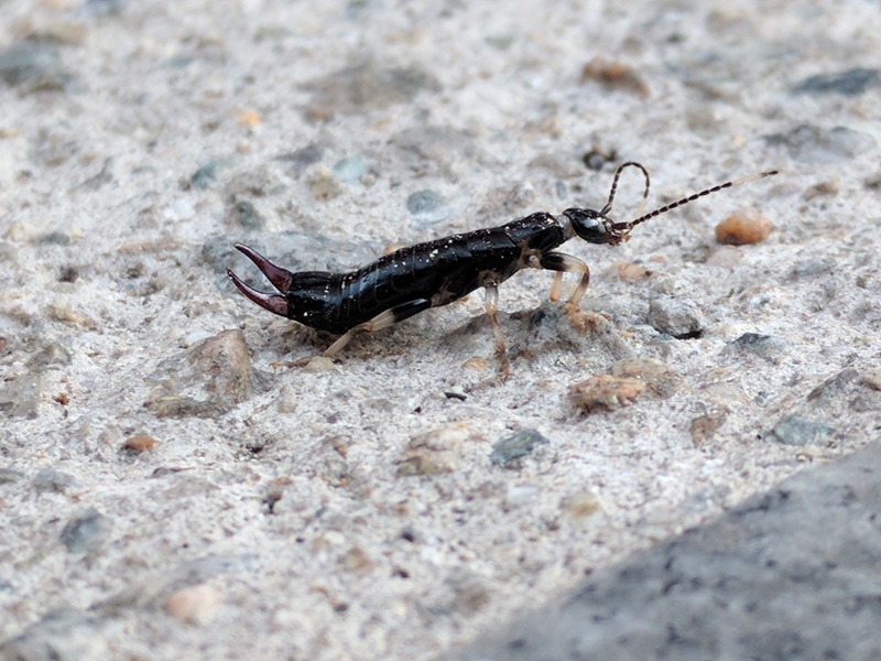 20170604 182708 애흰수염집게벌레 (Euborellia annulipes).jpg