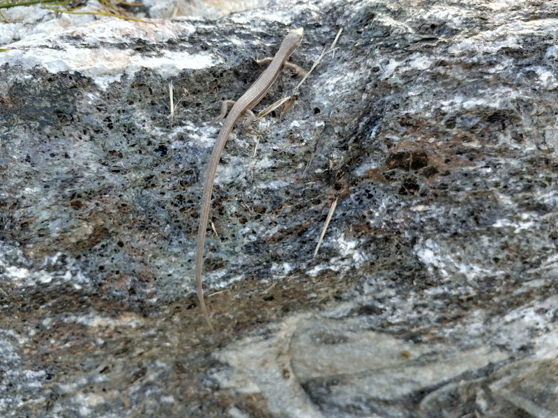 20181115 130804 줄장지뱀 (Takydromus wolteri).jpg