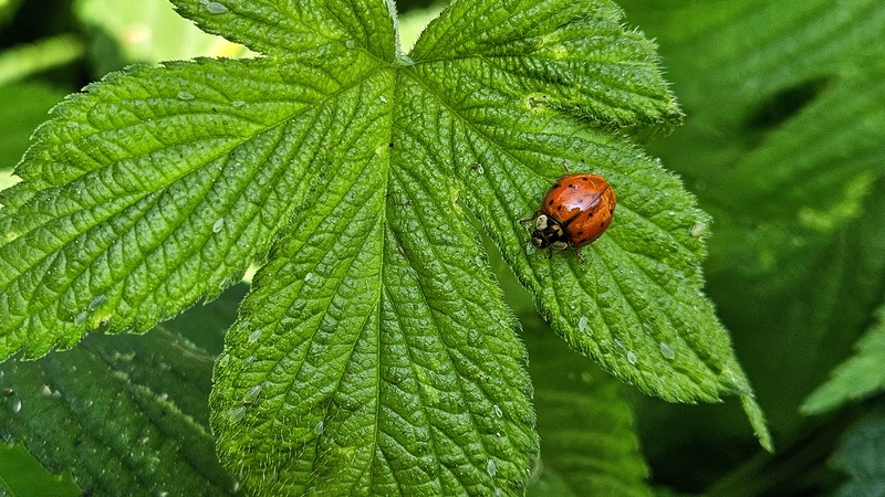 20251029 122642 무당벌레 (Harmonia axyridis).jpg