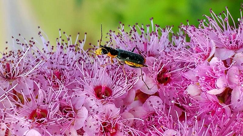 20180605 190501 노랑무늬의병벌레 (Malachius prolongatus).jpg
