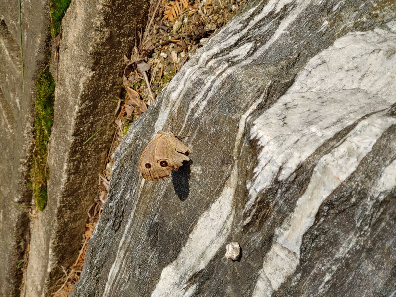 20190924 113021 굴뚝나비 (Minois dryas).jpg