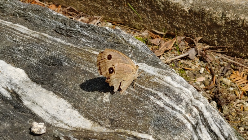 20190924 113021 cropped 굴뚝나비 (Minois dryas).jpg