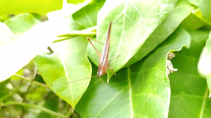 20190923 145734 점박이쌕쌔기 (Conocephalus maculatus).jpg
