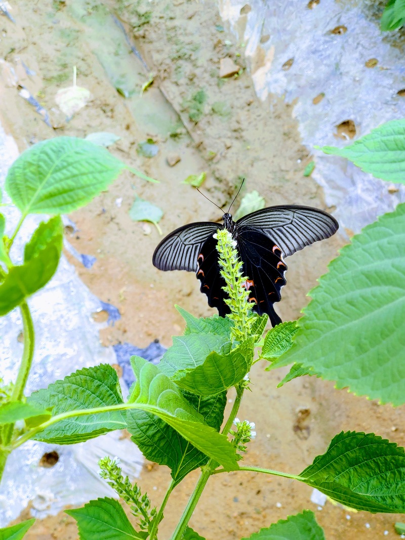 20190908 092312 남방제비나비 (Papilio protenor).jpg