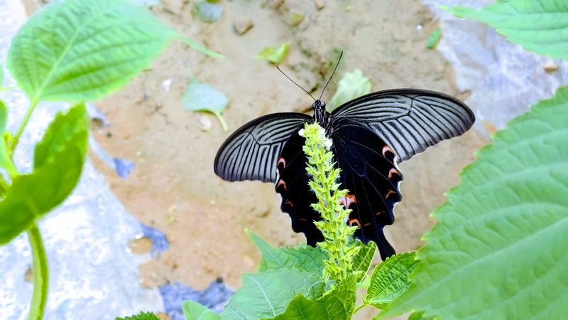 20190908 092312 남방제비나비 (Papilio protenor).jpg