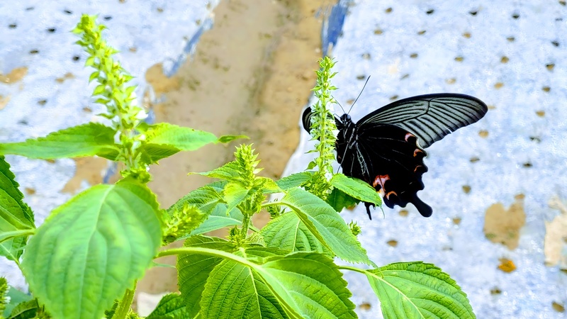 20190908 092300 남방제비나비 (Papilio protenor).jpg