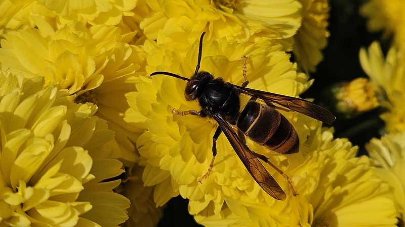 20251031 102845 등검은말벌 (Vespa velutina).jpg