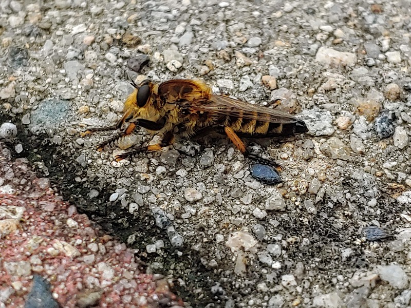 20190718 103558 파리매 (Promachus yesonicus).jpg