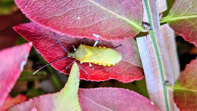 20251031 154658-EDIT 노랑배허리노린재 (Plinachtus bicoloripes).jpg