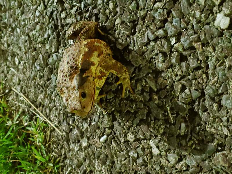 20190714 211240 두꺼비 (Bufo sachalinensis).jpg