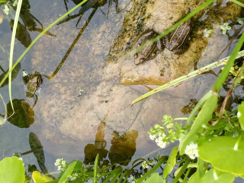 20190624 121604 참개구리 (Pelophylax nigromaculatus).jpg