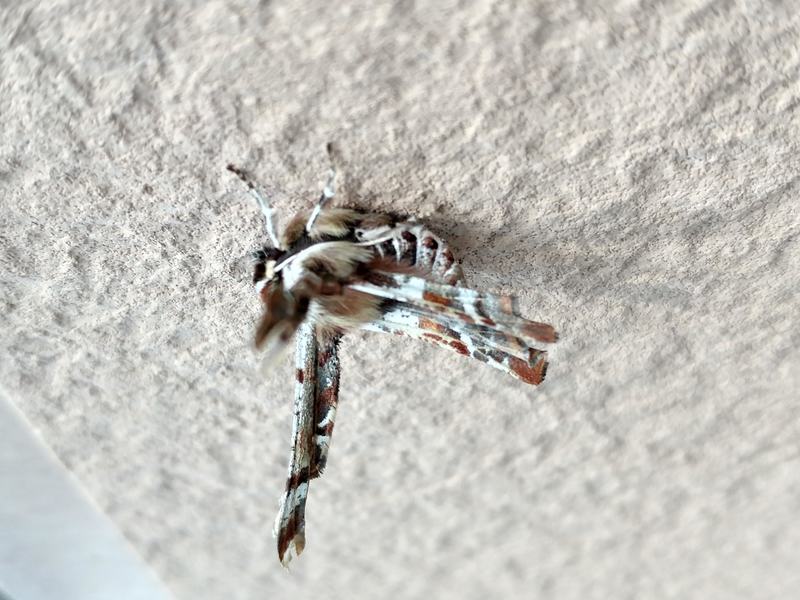 20190305 131505 가시가지나방 (Apochima juglansiaria).jpg