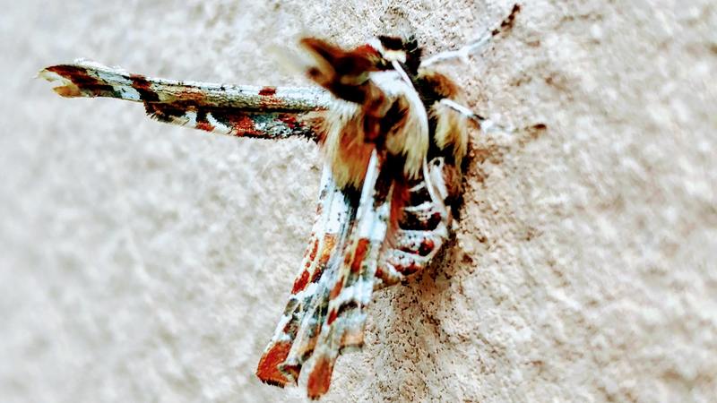 20190305 131505 cropped 가시가지나방 (Apochima juglansiaria).jpg