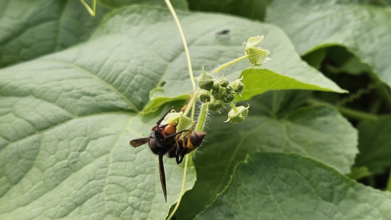 20251101 134942 등검은말벌 (Vespa velutina).jpg