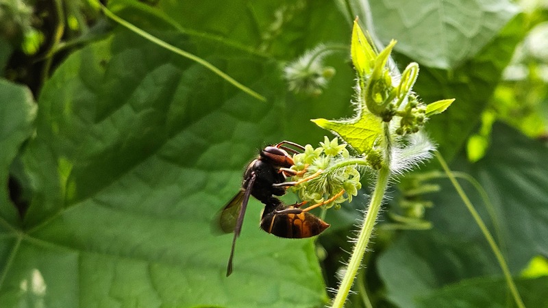 20251101 141612 등검은말벌 (Vespa velutina).jpg