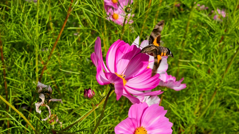 20251102 105032 벌꼬리박각시 (Macroglossum pyrrhostictum).jpg