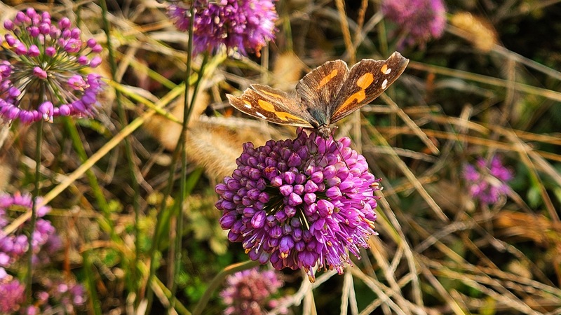 20251105 121424 뿔나비 (Libythea lepita).jpg