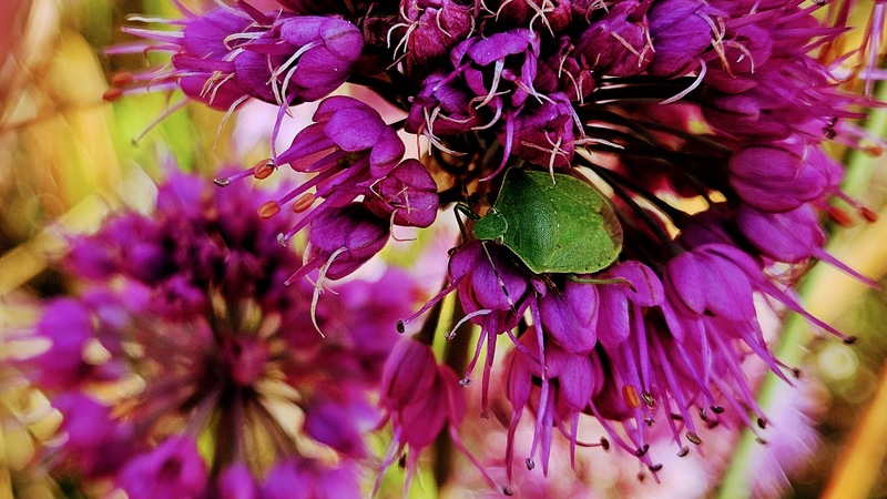 20251109 133811 풀색노린재 (Nezara antennata).jpg