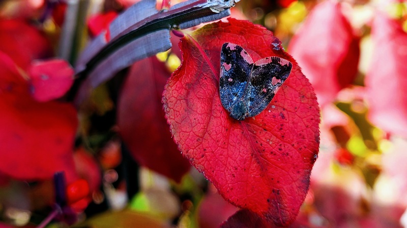 20251109 142232 팔점날개매미충 (Ricania speculum).jpg