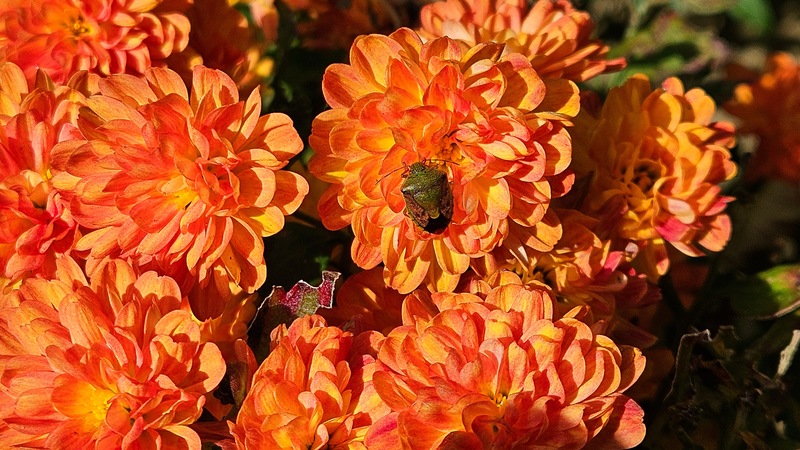 20251109 143516 갈색날개노린재 (Plautia stali).jpg