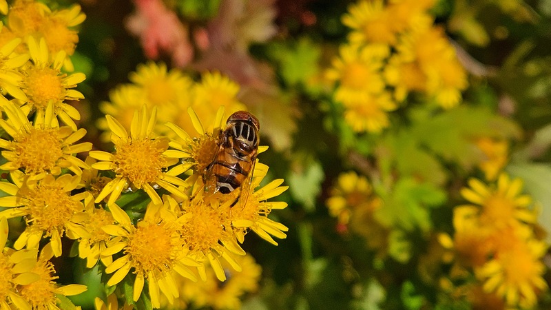 20251110 125215 오줄루리꽃등에 (Eristalinus quinquestriatus).jpg