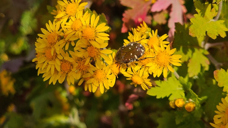 20251111 123444 풀색꽃무지 (Gametis jucunda)%0A.jpg