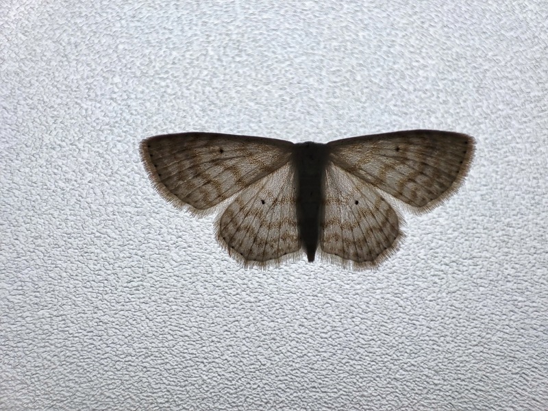 20211011 134917 물결큰애기자나방 (Scopula floslactata).jpg