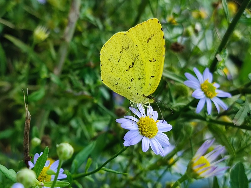 20210930 135657 남방노랑나비 (Eurema hecabe).jpg
