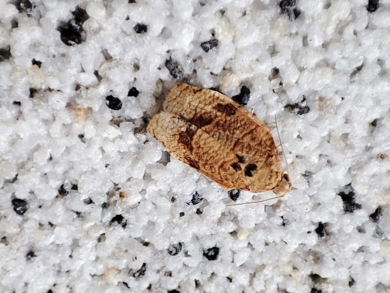 20210907 144354 사과잎말이나방 (Choristoneura longicellana).jpg