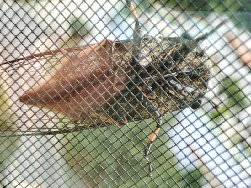 20210719 101440 말매미 (Cryptotympana atrata).jpg