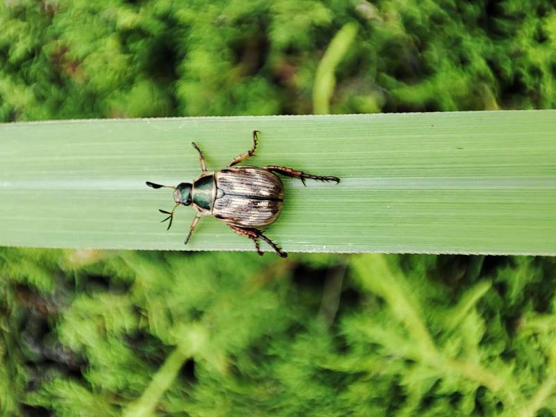 20210617 152948 등얼룩풍뎅이 (Anomala orientalis).jpg