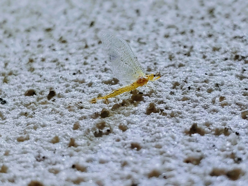 20210518 200941 동양하루살이 Ephemera orientalis.jpg