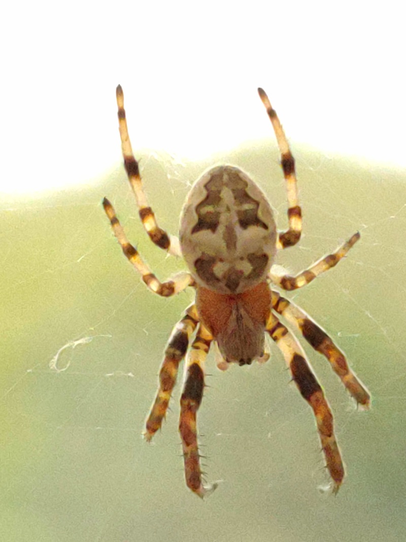 20210506 131438 기생왕거미 (Larinioides cornutus).jpg