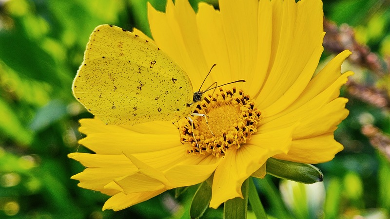 20251113 150946 남방노랑나비 (Eurema hecabe).jpg