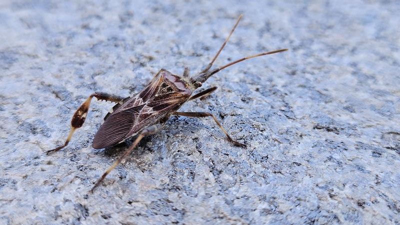 20251114 100557 소나무허리노린재 (Leptoglossus occidentalis) .jpg