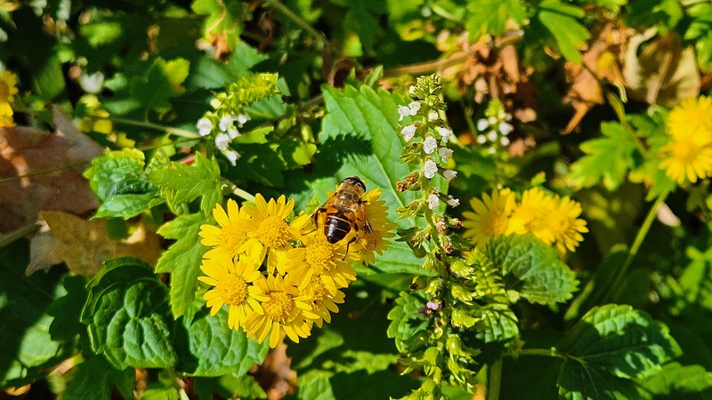 20251115 094602 꽃등에 (Eristalis tenax).jpg