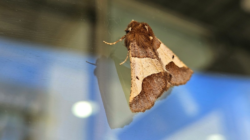 20251115 101708 니도베가지나방 (Wilemania nitobei).jpg