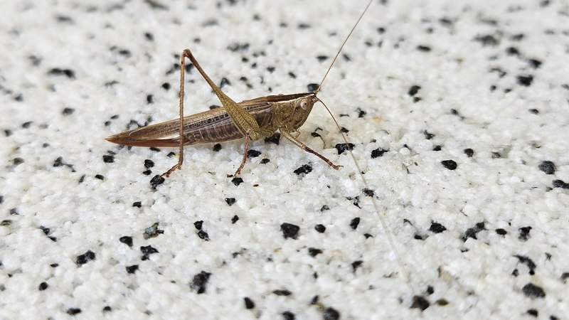 20251120 105236 쌕쌔기 (Conocephalus chinensis).jpg