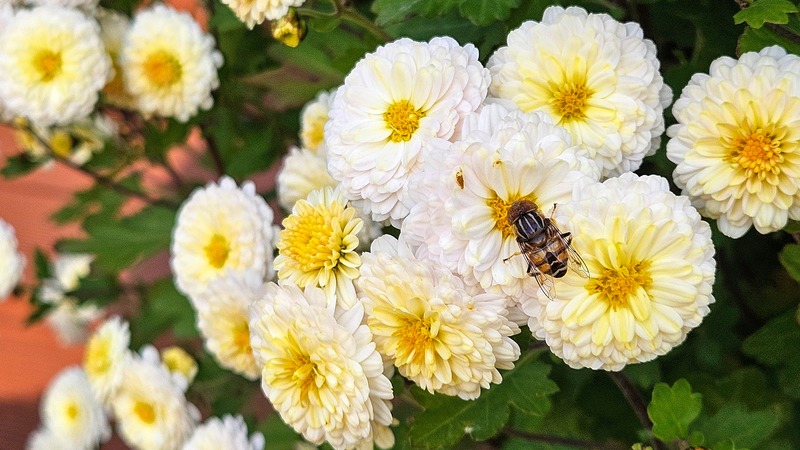 20251124 150821 오줄루리꽃등에 (Eristalinus quinquestriatus).jpg