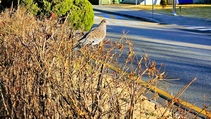 20251203 082035 멧비둘기 (Streptopelia orientalis).jpg