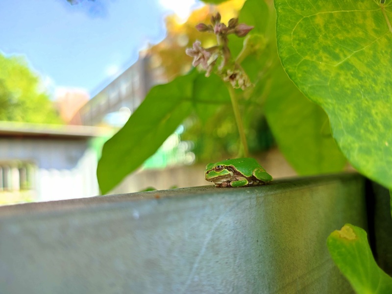 20221005 125133 청개구리 (Dryophytes japonicus).jpg