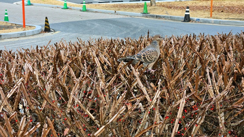20251206 144019 멧비둘기 (Streptopelia orientalis).jpg