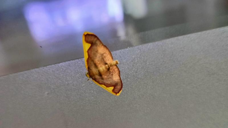 20220717 084345-EDIT 앞노랑가지나방 (Nothomiza aureolaria).jpg