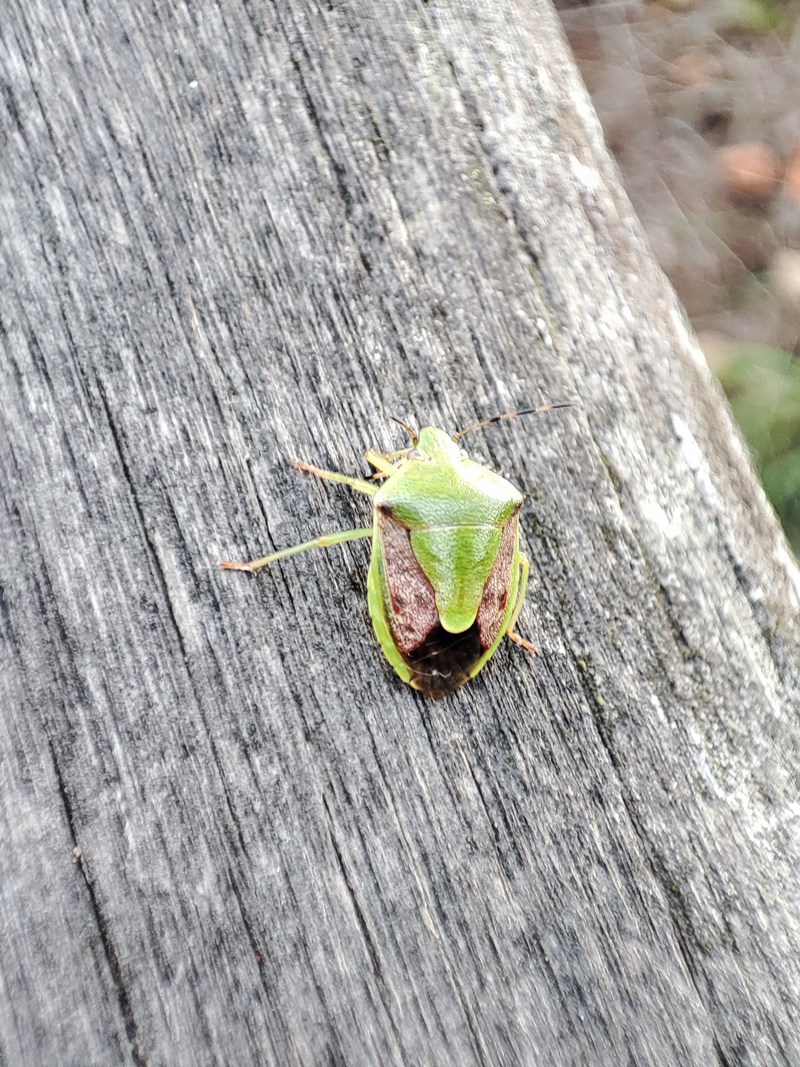 20220717 182814 갈색날개노린재 (Plautia stali).jpg