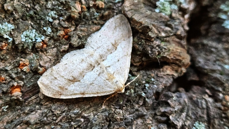 20251208 080841 줄겨울물결자나방 (Operophtera rectipostmediana).jpg